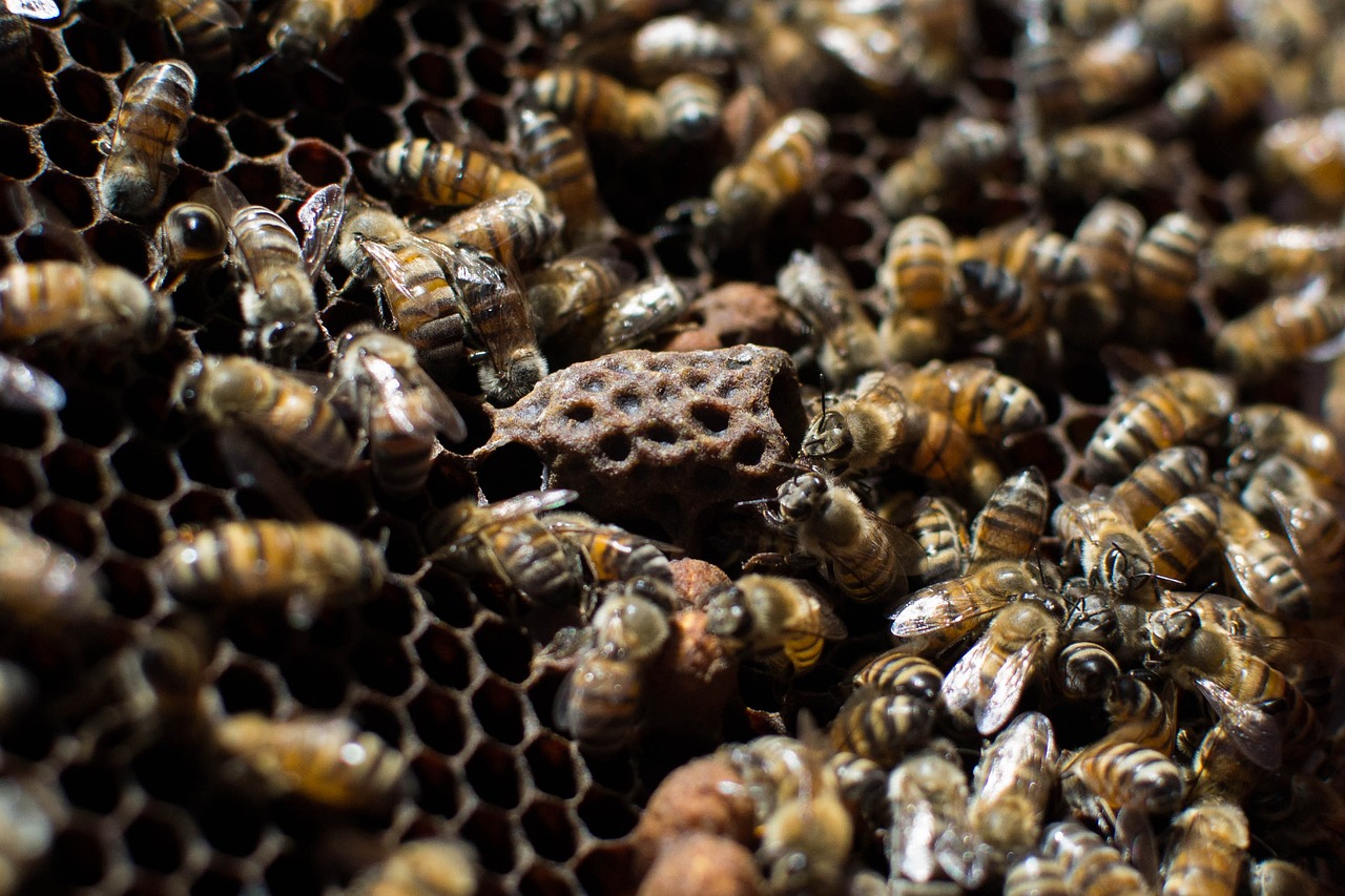 Basics of Eco-Friendly Beekeeping for Beginners
